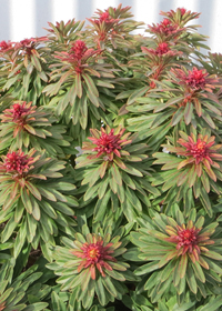 Euphorbia x martinii 'Rudolph' ('Waleuphrud')